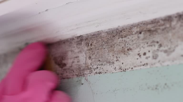 Best Residential Mold Inspection & Testing  in Evanston, WY